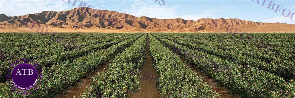 Iranian Pistachio Farm | Arya Tejarat Bostan