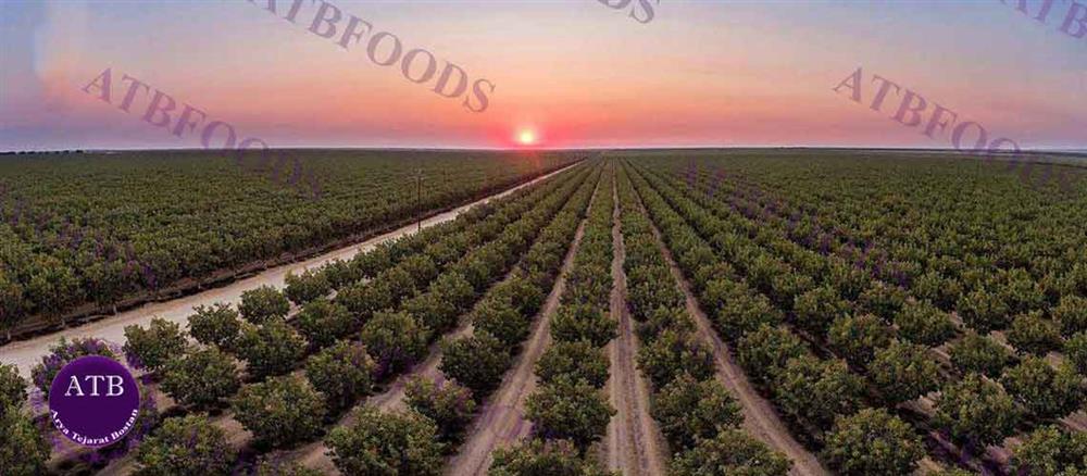 Worldwide History of Pistachio | Arya Tejarat Bostan